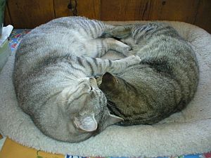 Picture of Two Cats