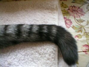 Picture of Someone's Tail